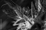 preview bw