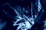 preview cold