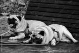 preview bw