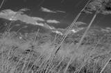 preview bw