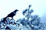 preview cold