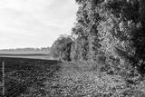 preview bw