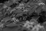preview bw
