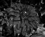 preview bw