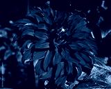 preview cold