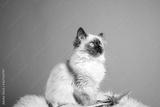 preview bw