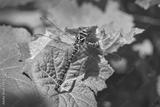 preview bw