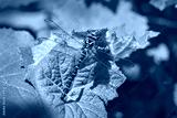 preview cold