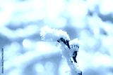 preview cold