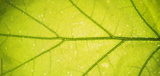 preview original