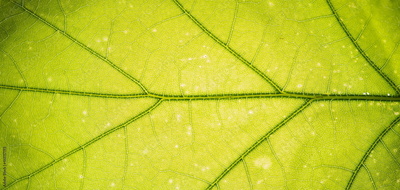image to crop