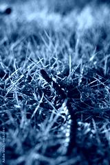 preview cold