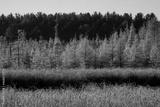 preview bw
