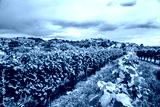 preview cold