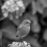 preview bw