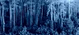 preview cold