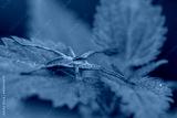 preview cold