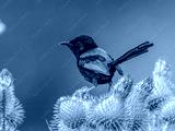 preview cold