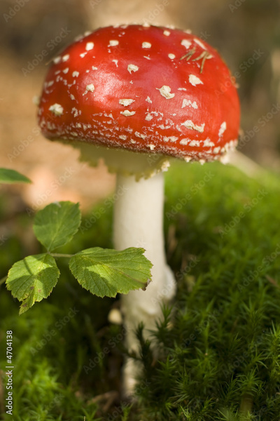 image to crop