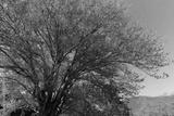 preview bw