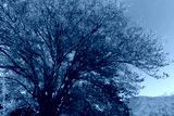 preview cold