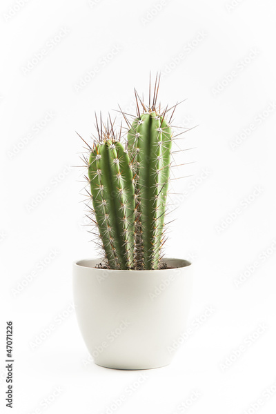 image to crop