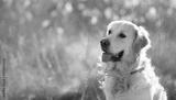 preview bw