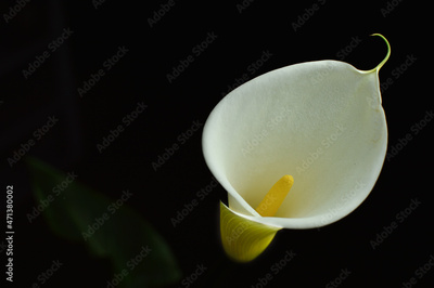 image to crop