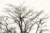 preview original