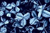 preview cold