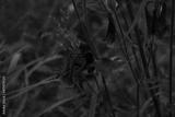 preview bw