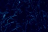 preview cold