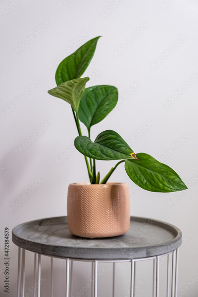 image to crop