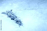 preview cold