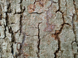 preview original