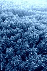 preview cold