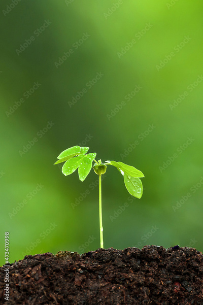 image to crop