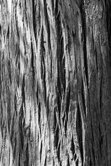 preview bw
