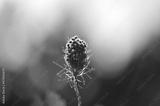 preview bw