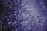 preview original