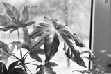 preview bw