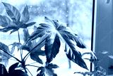 preview cold