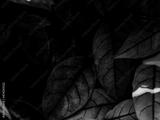 preview bw