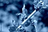 preview cold