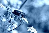 preview cold