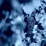 preview cold
