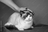 preview bw