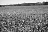 preview bw