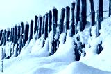 preview cold