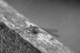 preview bw